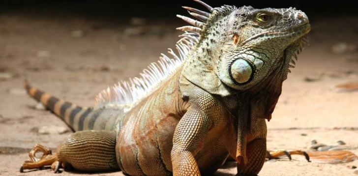 Iguana