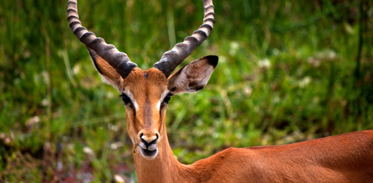 Impala