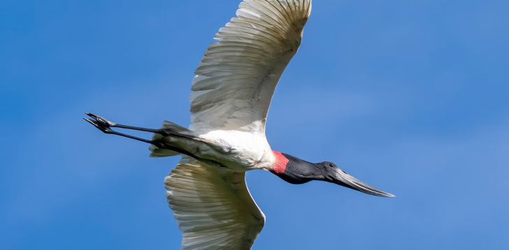 Jabiru