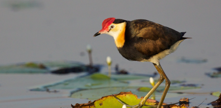 Jacana