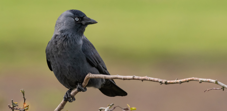 Jackdaw