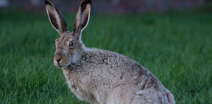 Jackrabbit