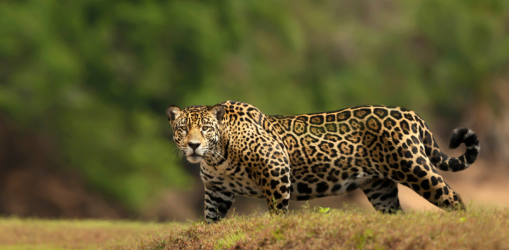 Jaguar