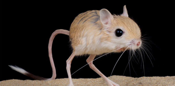 Jerboa