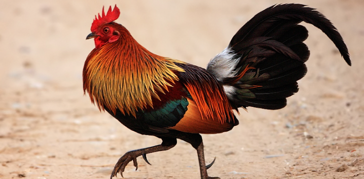 Junglefowl