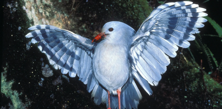 Kagu