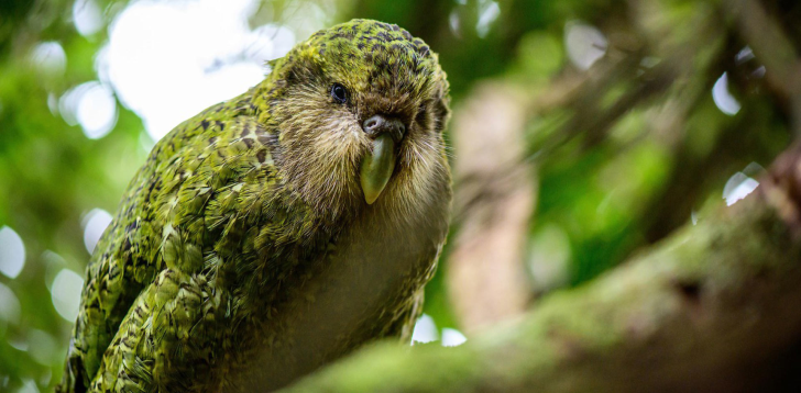 Kakapo