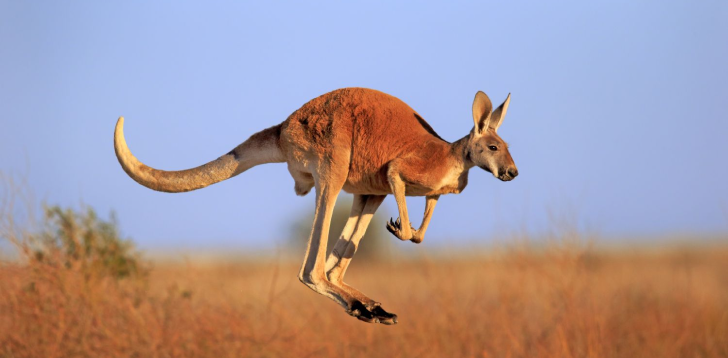 Kangaroo