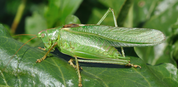 Katydid