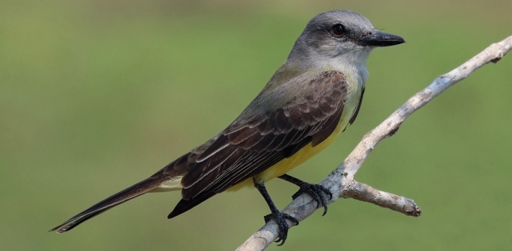 Kingbird