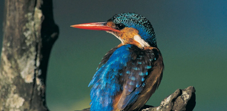 Kingfisher