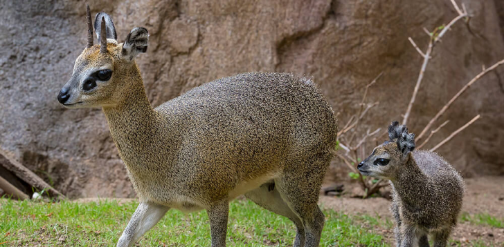 Klipspringer