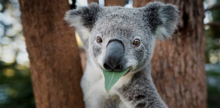 Koala