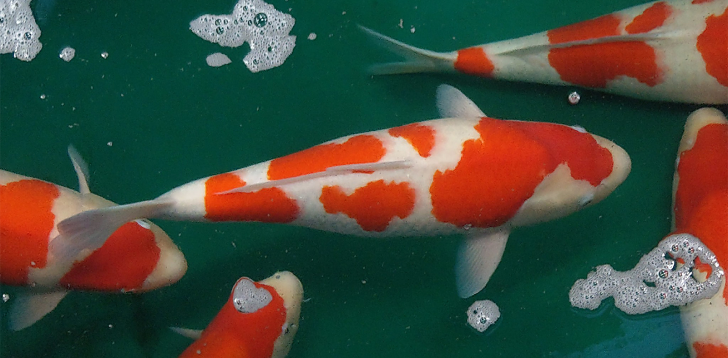 Koi