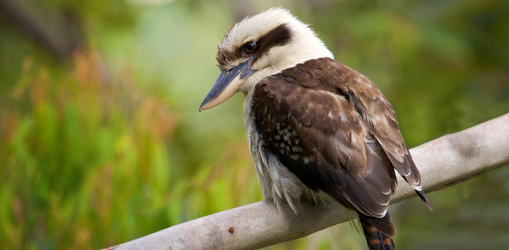 Kookaburra