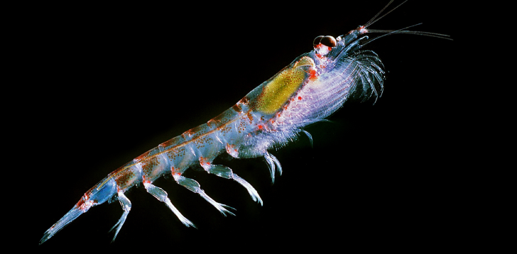 Krill