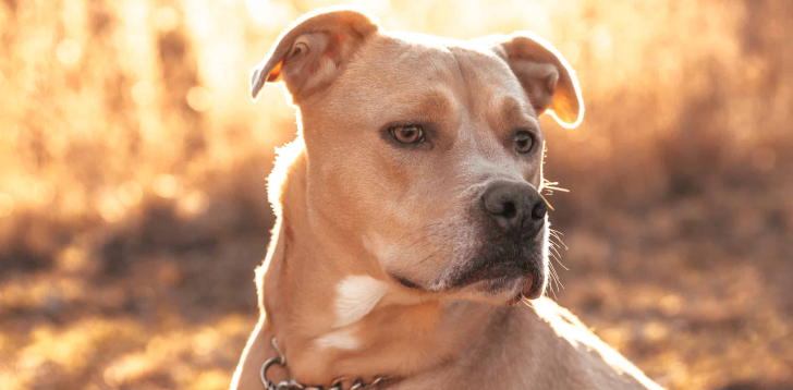 Labrabull