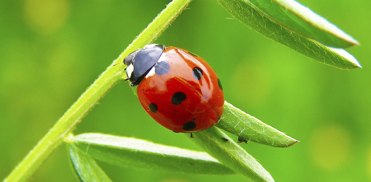 Ladybug