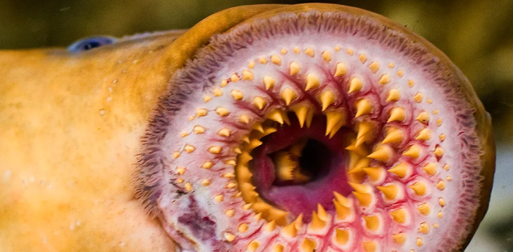 Lamprey