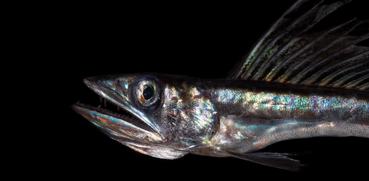 Lancetfish