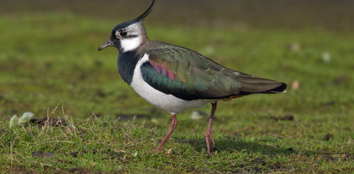 Lapwing