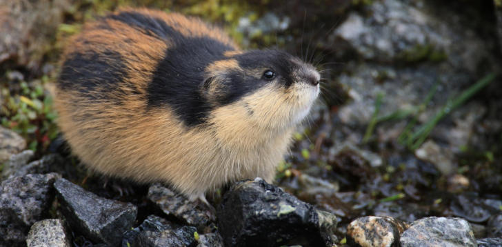 Lemming