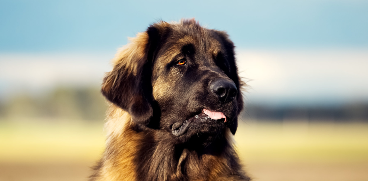 Leonberger