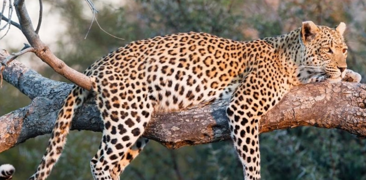 Leopard