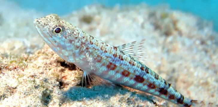 Lizardfish