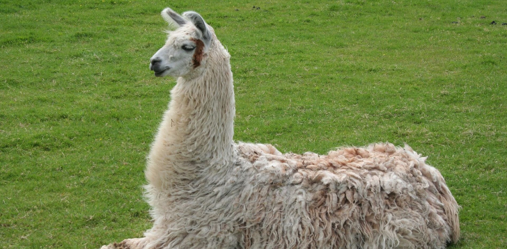 Llama