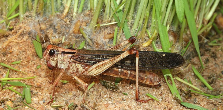 Locust