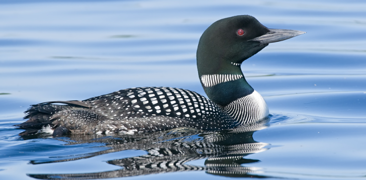 Loon