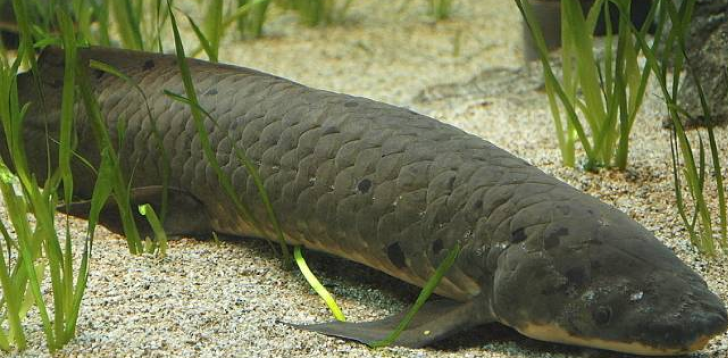 Lungfish