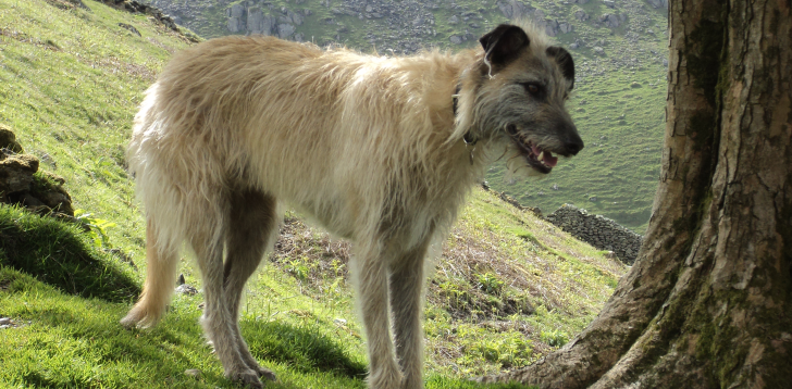 Lurcher