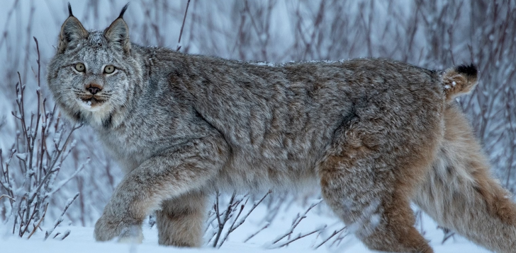 Lynx