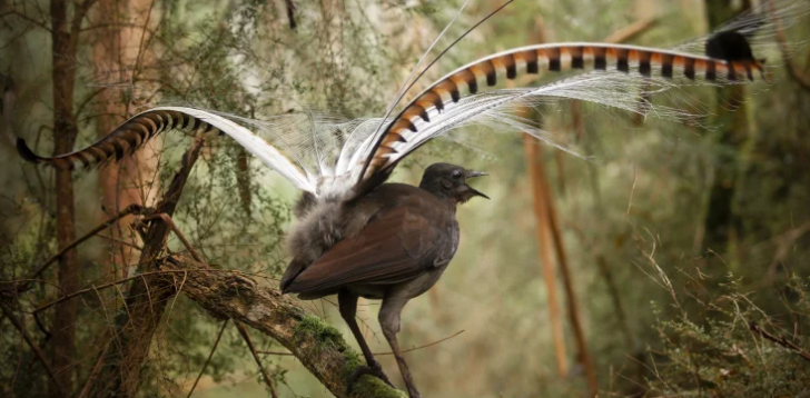 Lyrebird