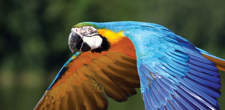 Macaw