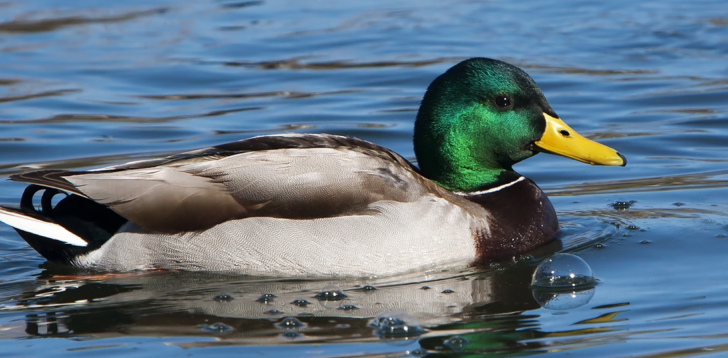 Mallard