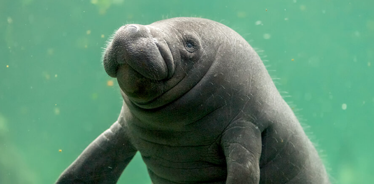 Manatee