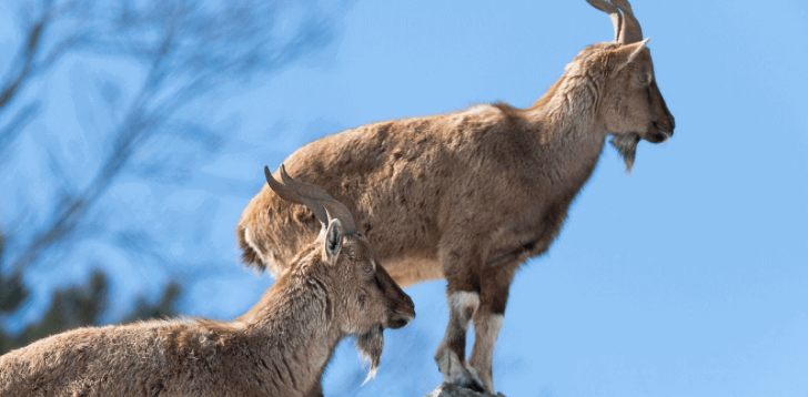 Markhor