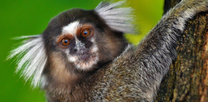 Marmoset