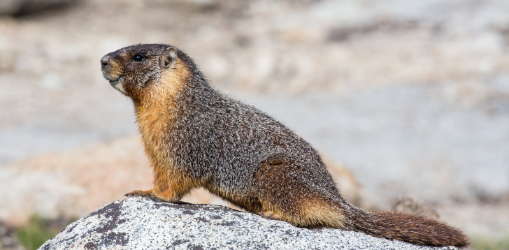 Marmot