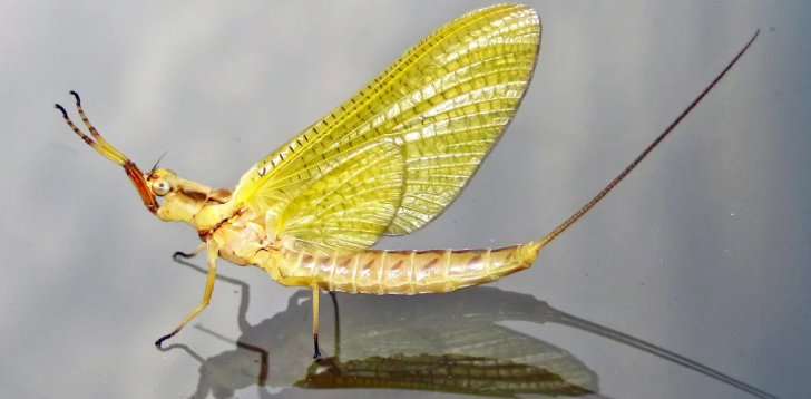 Mayfly