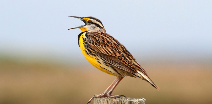 Meadowlark