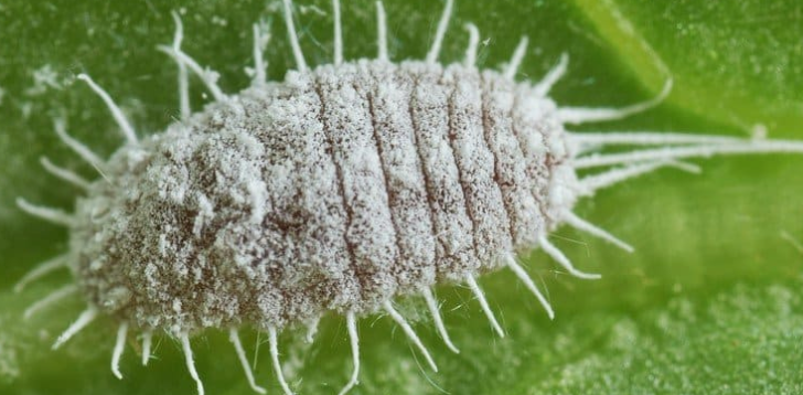 Mealybug