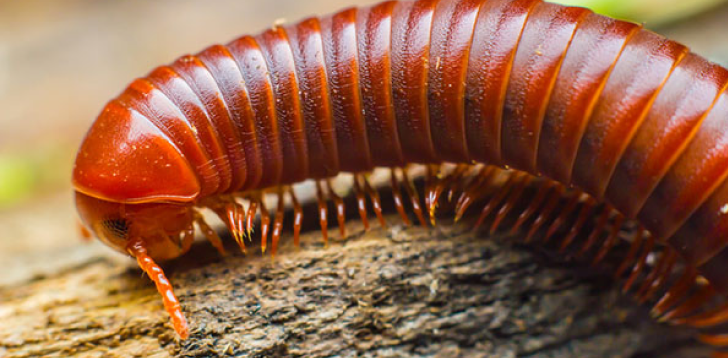 Millipede