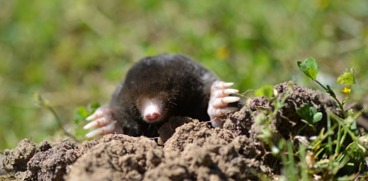 Mole