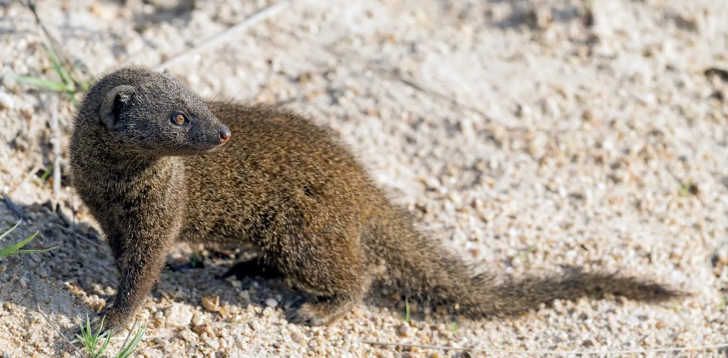 Mongoose