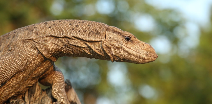 Monitor-Lizard