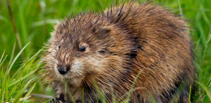 Muskrat